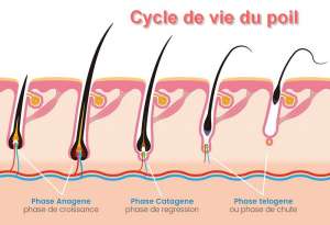 Le cycle du poil